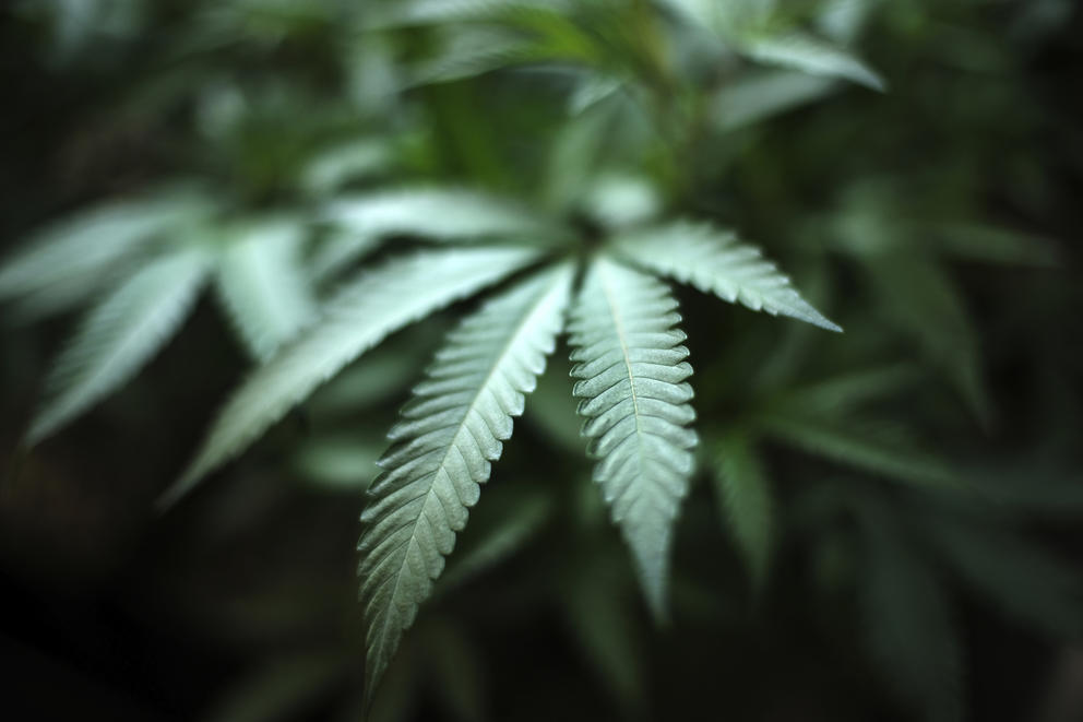 marijuana leaf