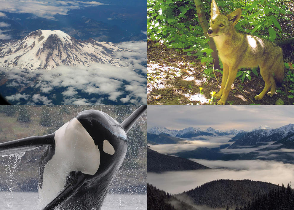 Four photos: Aerial view of Mt. Rainier, a coyote, cloudy Olympic Mountains, and an orca