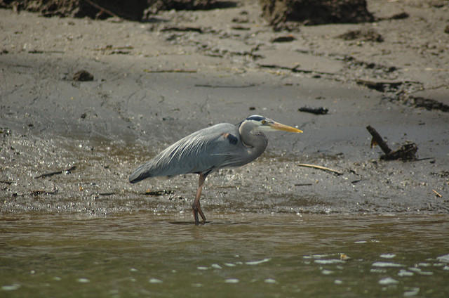 Duwamish heron