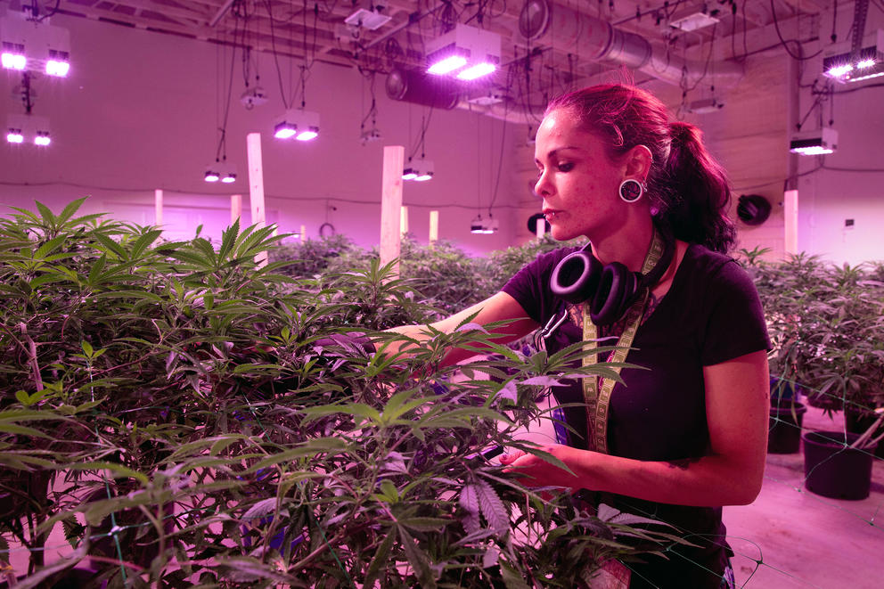 Indoor Pot Farm