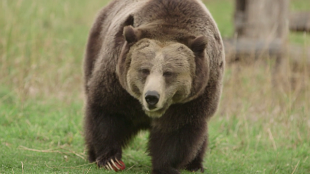 bears-640x360_jro4fx