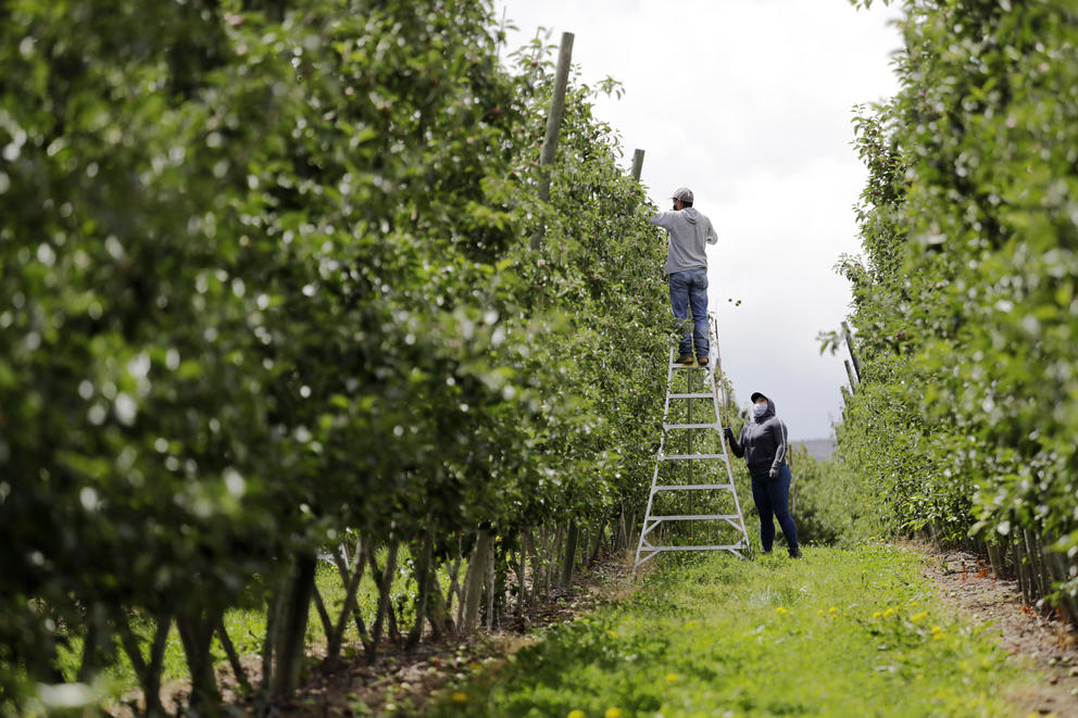 Workers in a field