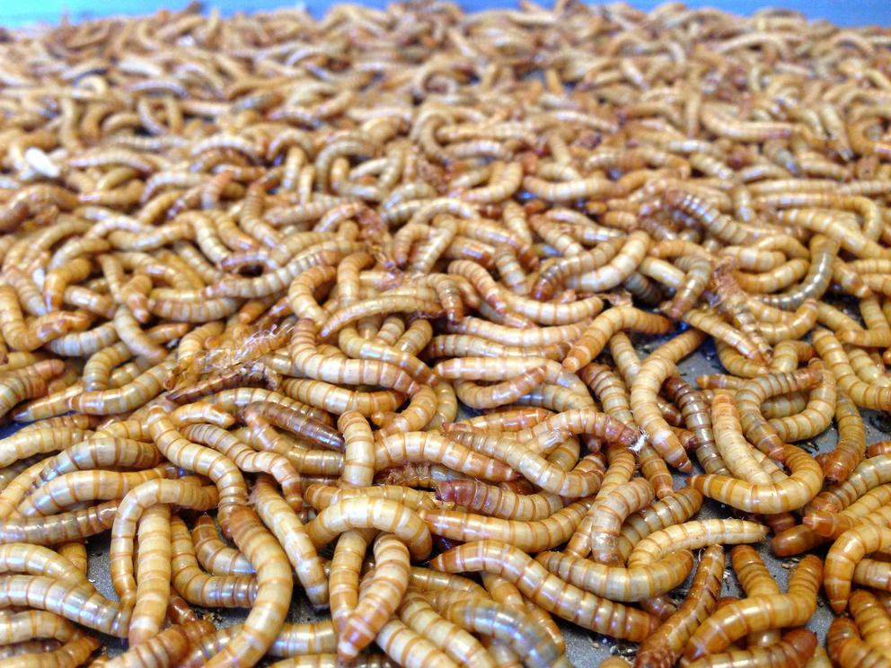 grubs