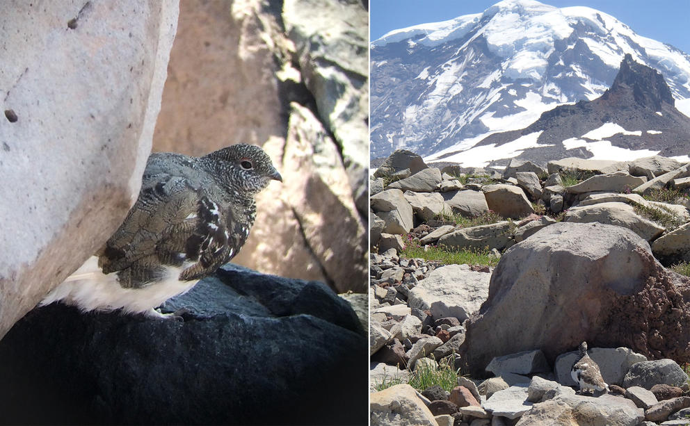 Small brown bird and rocky field before mountain