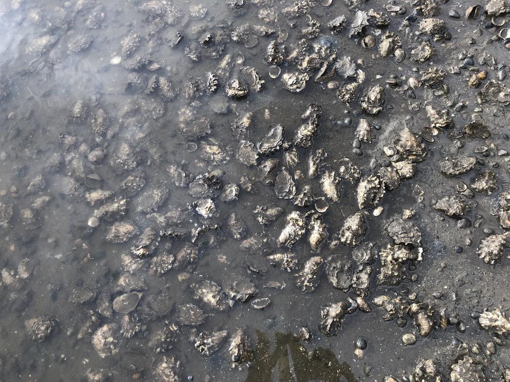 Bottom culture market oysters spread out on a beach. 