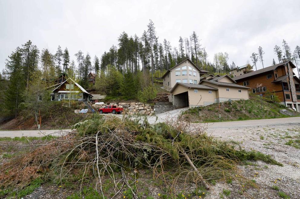 A pile of fresh and dried tree debris
