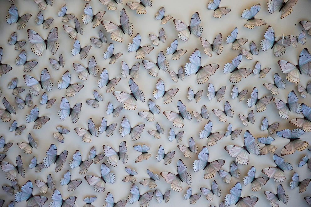 A flutter of at least 30 paper, beige-tinted butterflies on light blue wall 