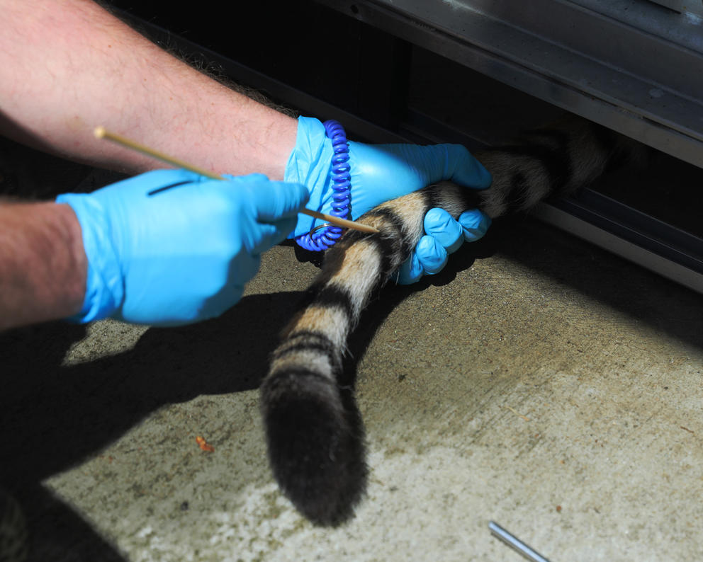 two gloved hands are shown with one holding a tiger's tail, and the other holding an injection training tool.