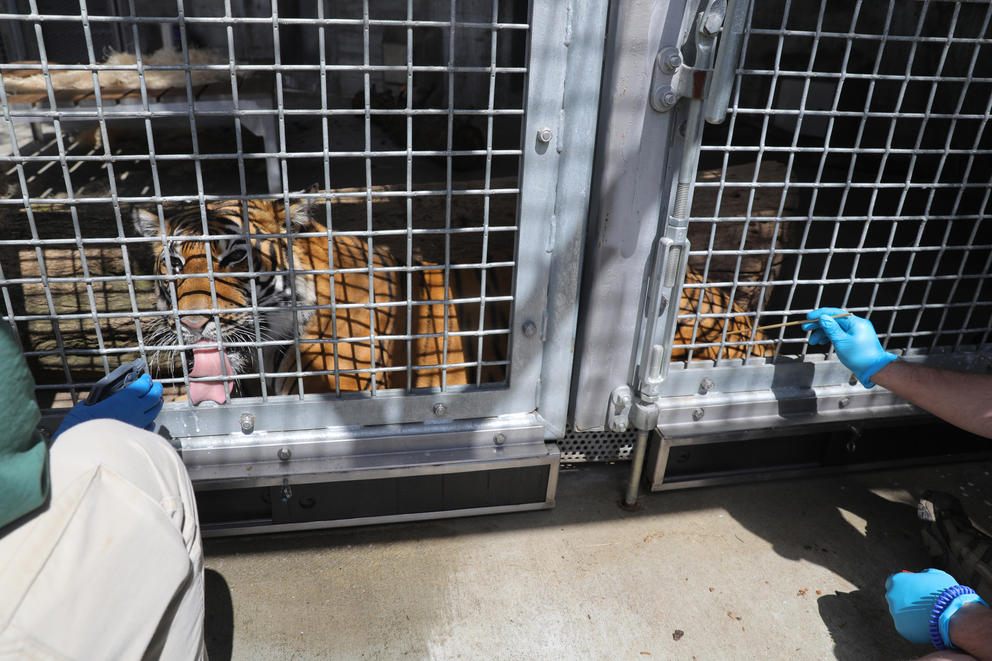a tiger laps up spritzes of evaporated milk while an animal keeper administers fake injections