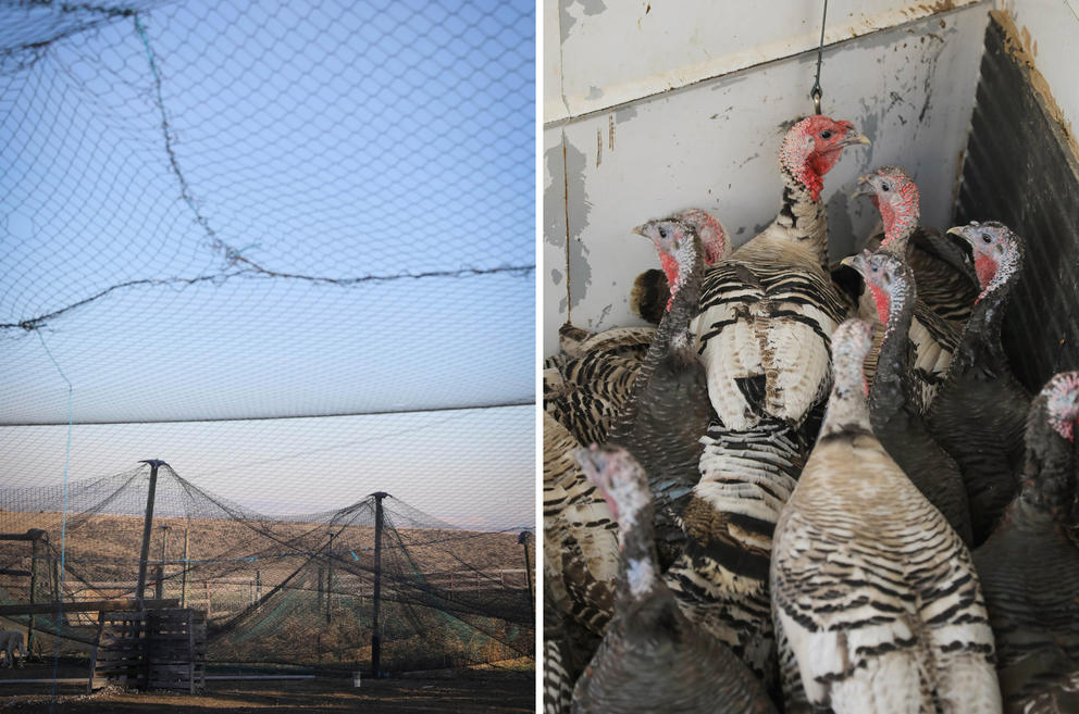 Netting at Windy N Ranch near Ellensburg; Turkeys in a trailer at Windy N Ranch