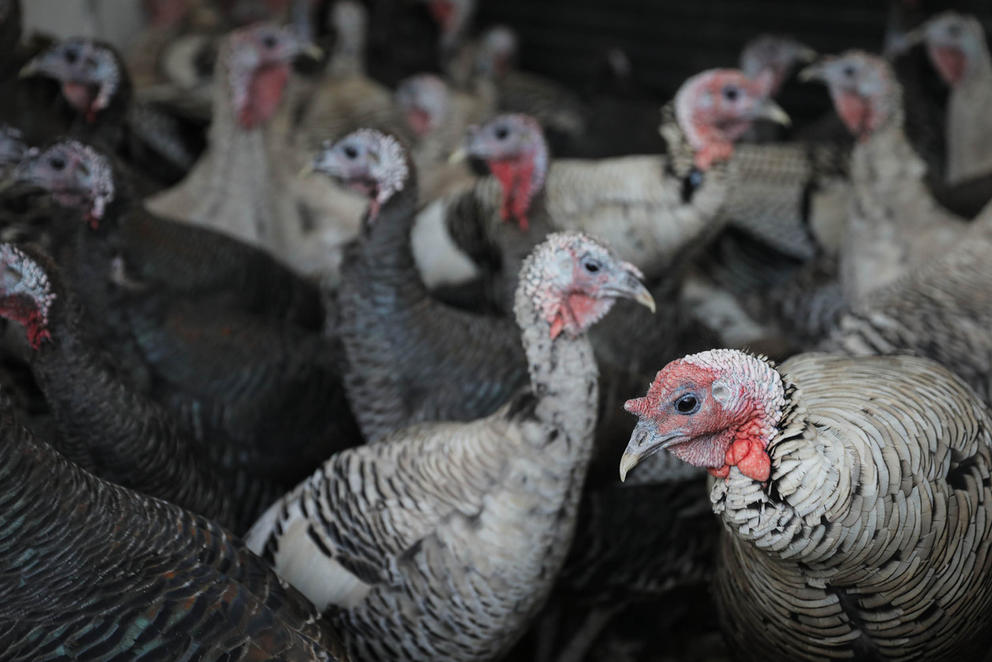 turkeys roaming 