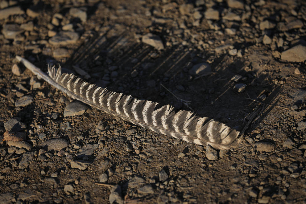 Shadow of a turkey feather