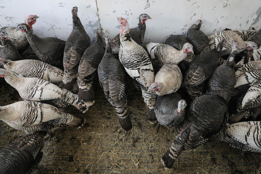 Turkeys eating