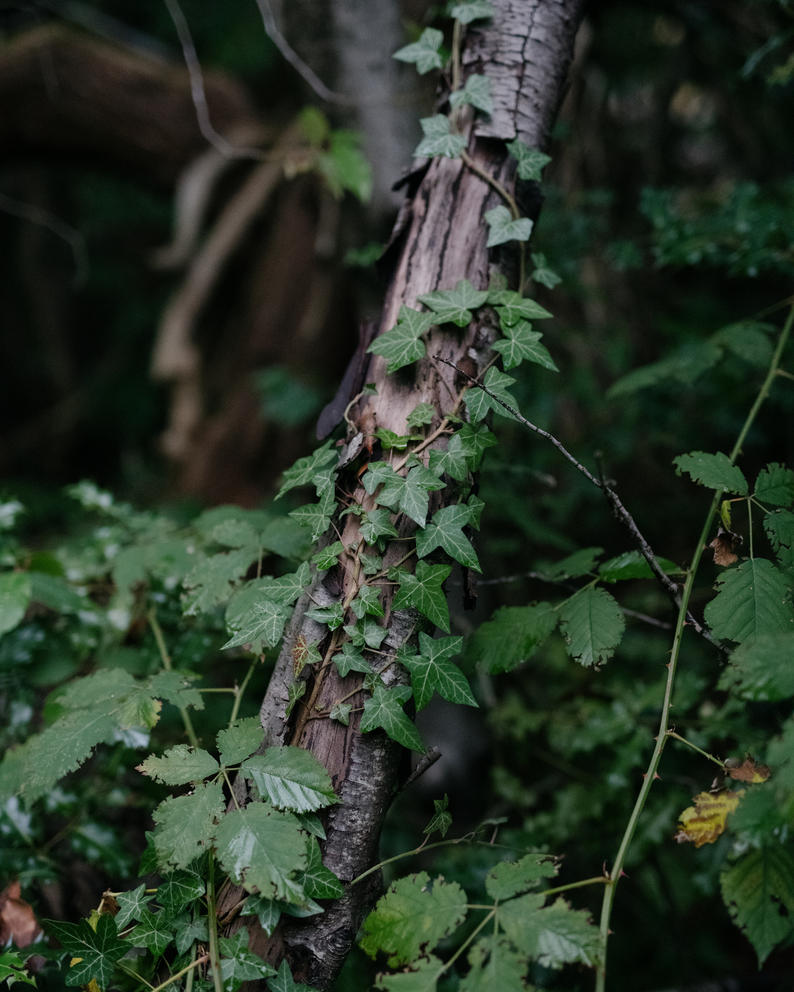 A close-up of a branch with leaves growing over it