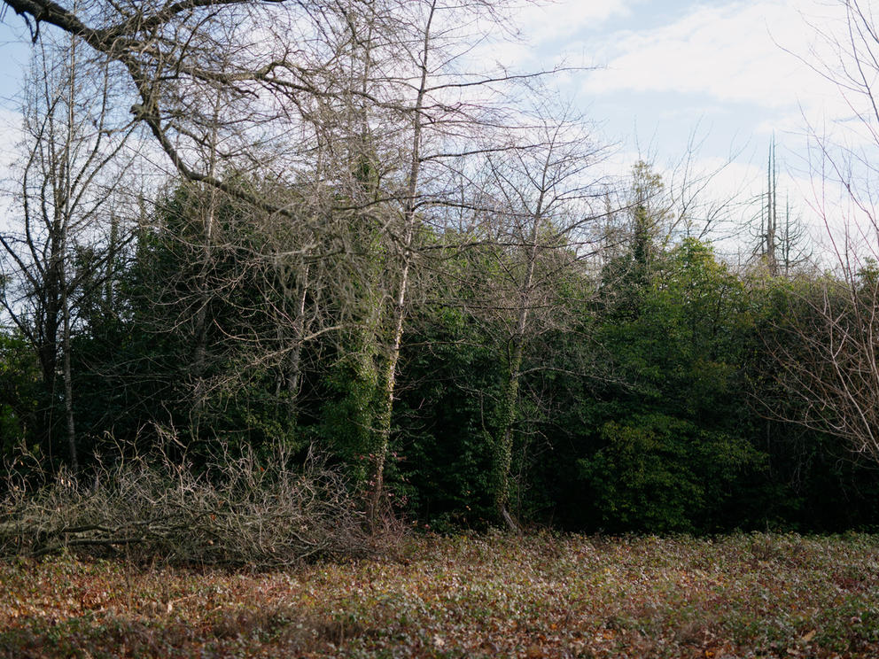 Green trees at the back of a grassy area