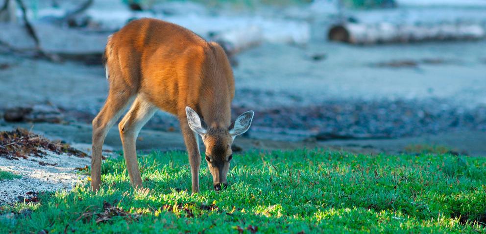 A deer leans its head down to nibble on grass. 