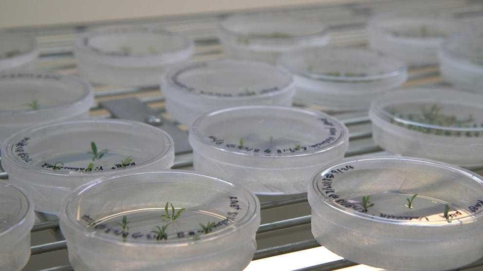 Petri dishes on a table