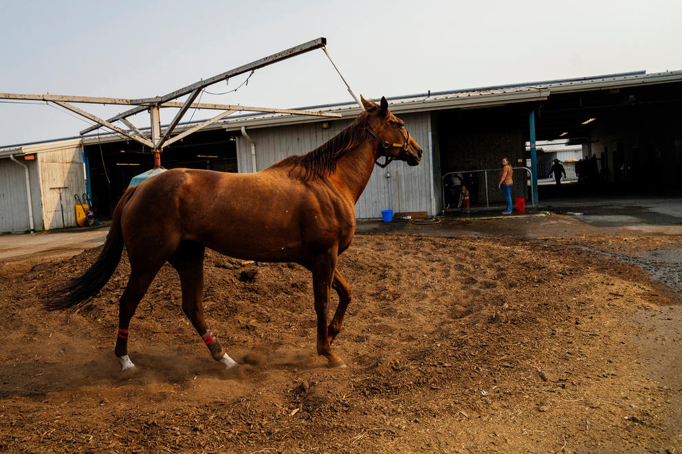 horse exercising