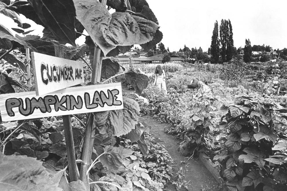 A view of a P-Patch and some gardeners.