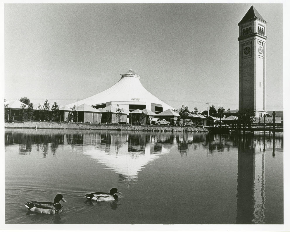Ducks swimming in the forebay of the Spokane River