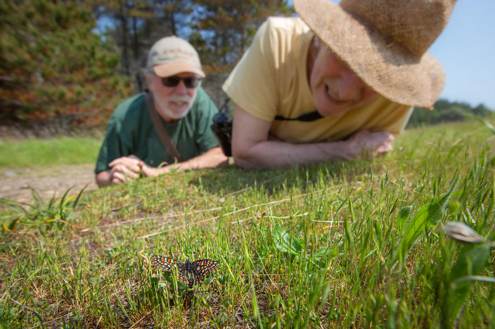 Two people in hats lie on their stomachs as they look at a butterfly 