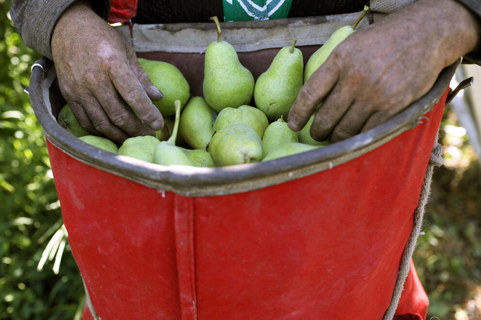 A farmworker picks pears at Rowe Farms outside of Yakima
