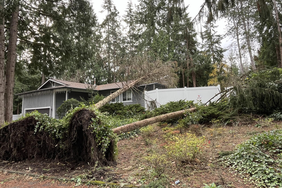 Two trees lie across a property, with one tree leaning against a house.