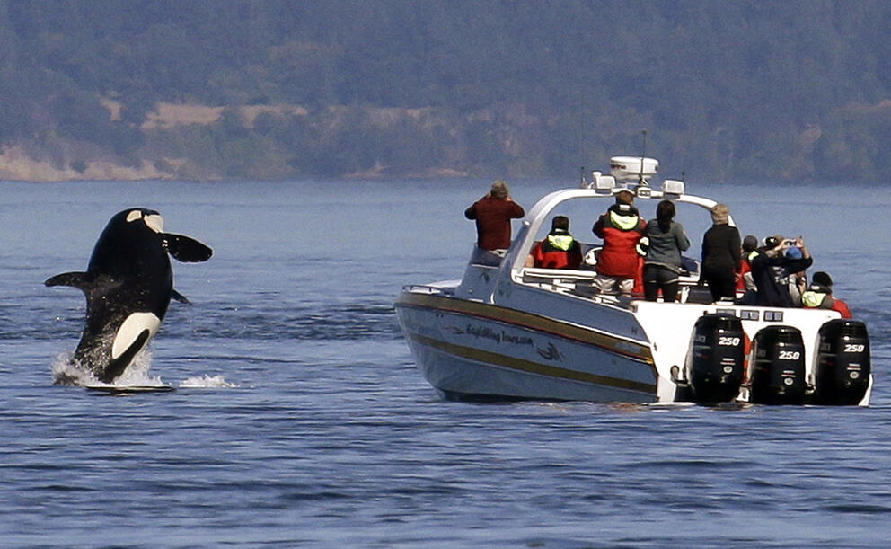 An orca jumps out of the water near a boat near people who are looking away.