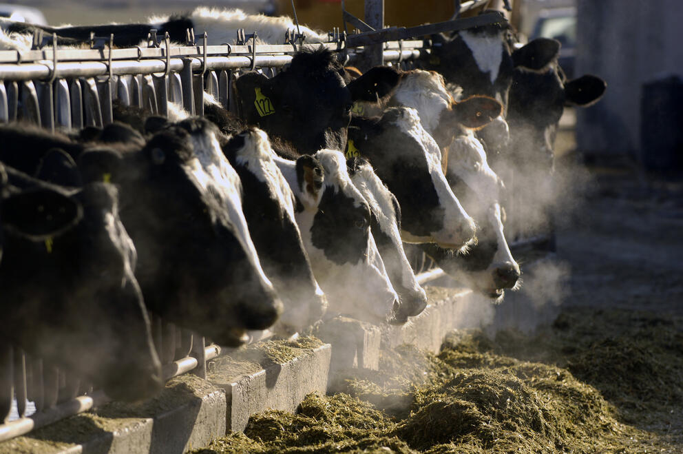 A line of cows feed at a dairy farm