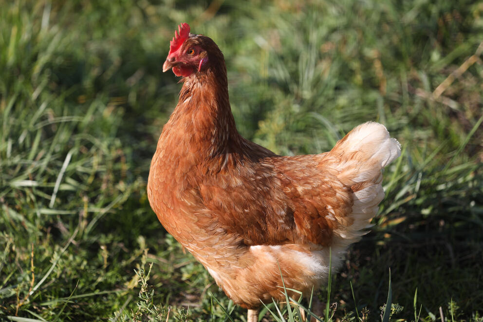 A chicken out standing in a field