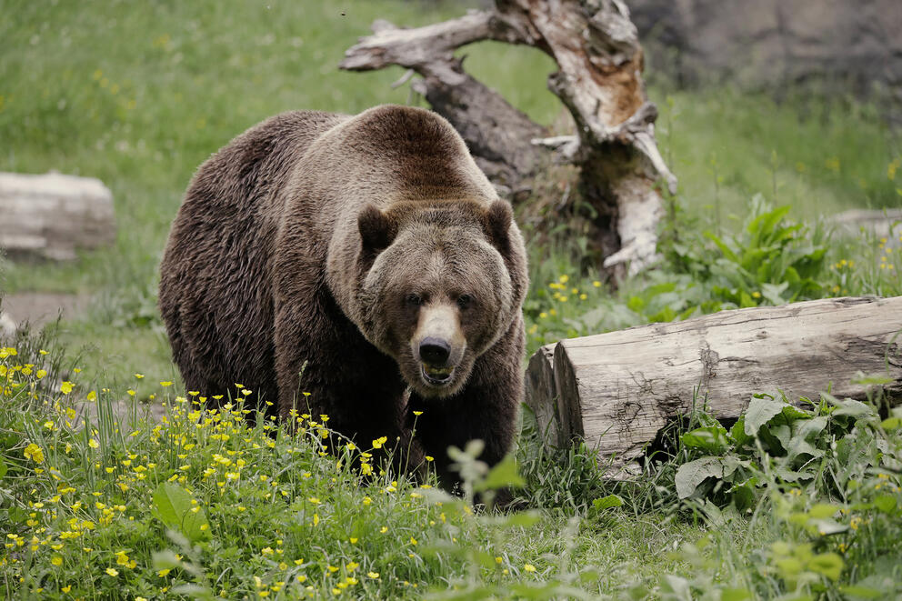 A grizzly bear roams an exhibit at the Woodland Park Zoo in Seattle.