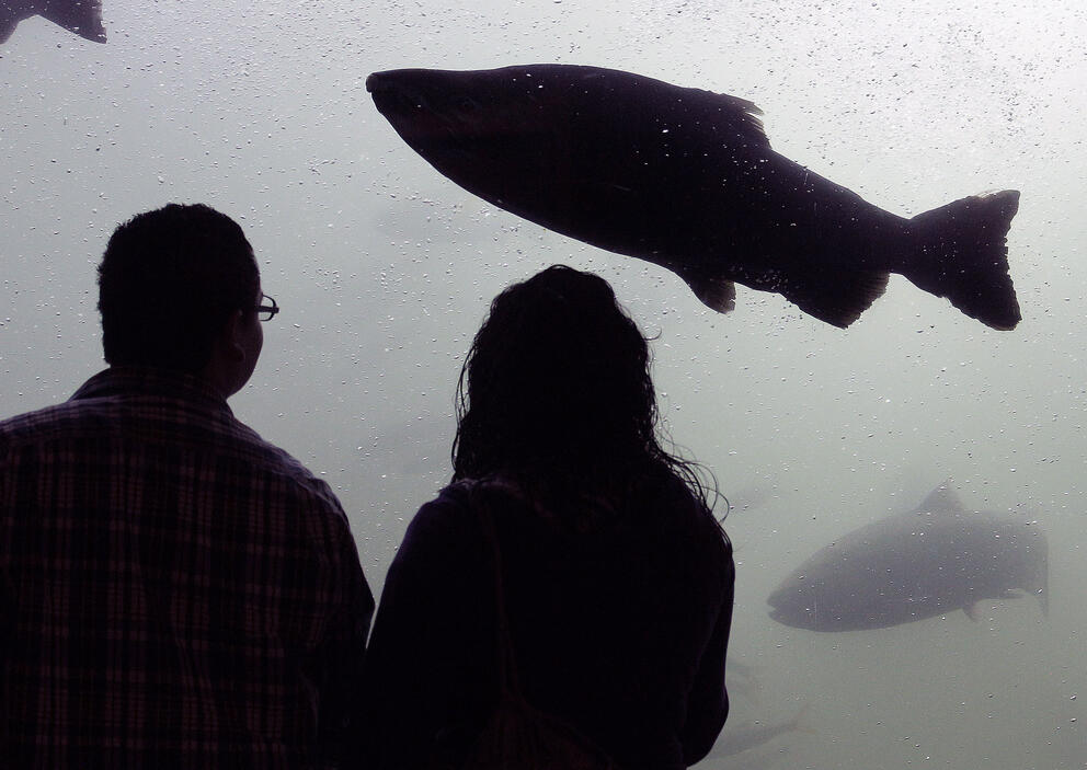 Silhouette of two people are seen against a a window where a silhouette of a salmon is passing by.