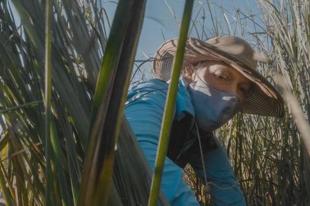 woman with a mask and hat reaching with reeds surrounding her