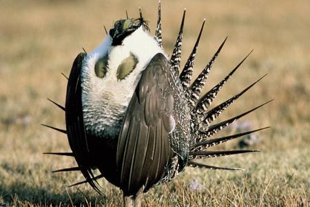 093014sagegrouse