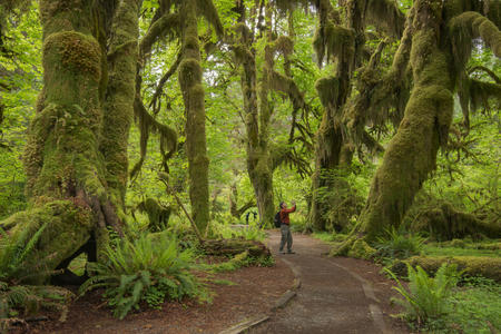 Forest