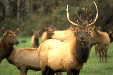 Roosevelt Elk