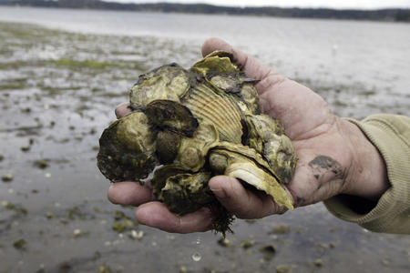A hand full of oysters