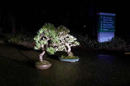 two small potted trees lit by flashlight at night next to a sign