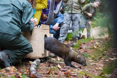 fisher reintroduction in Washington forest