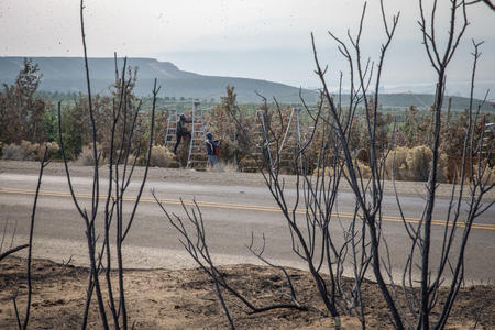 Farmworkers picking fruit