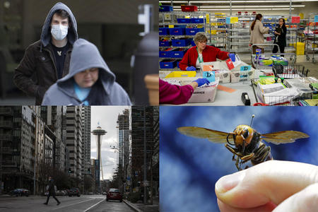 Four photos: A man wearing a mask, a woman sorting ballots, downtown Seattle and a murder hornet.