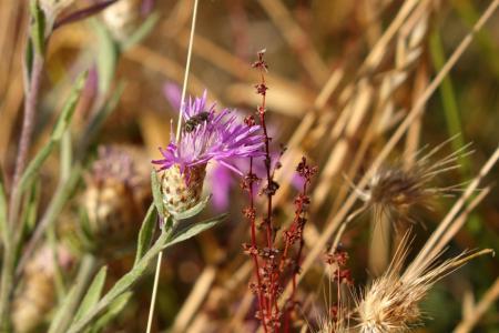 bee on a thistle