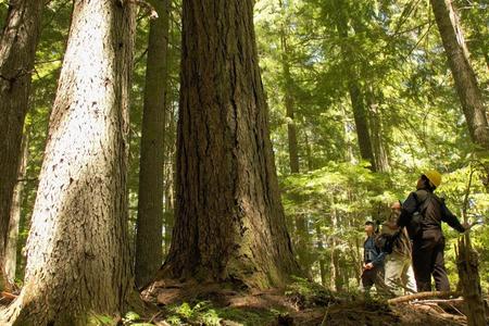 Two people look up at a large tree in a forest