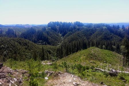 A forest viewed from a hillside