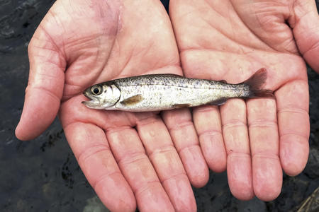 A young salmon