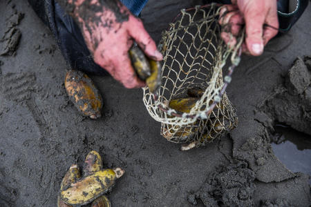 razor clams beach