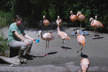 Animal keeper feeds the flamingos