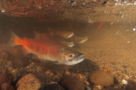 USFWS