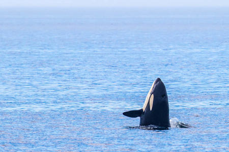 orca spyhopping lifting head out of water