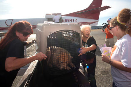 Wings of Rescue, Hurricane harvey, animal rescue, Seattle